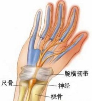 腕部的结构示意图